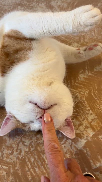 Enlarge DORITOS (CR/SC), a Adoptable Domestic Short Hair in Sainte-Angele-de-Monnoir, QC video 6/6
