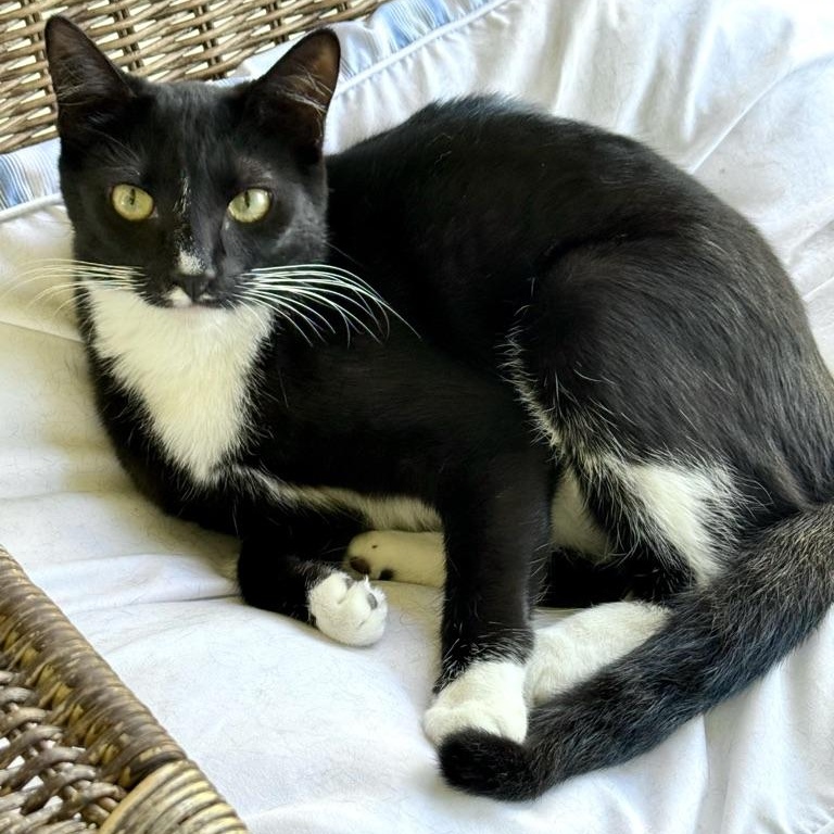 Enlarge Jamie, a Adoptable Domestic Short Hair in Maitland, FL image 2/4