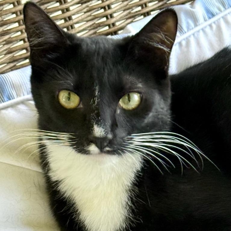 Enlarge Jamie, a Adoptable Domestic Short Hair in Maitland, FL image 1/4