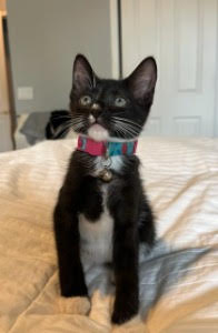 Enlarge Jamie, a Adoptable Domestic Short Hair in Maitland, FL image 3/4