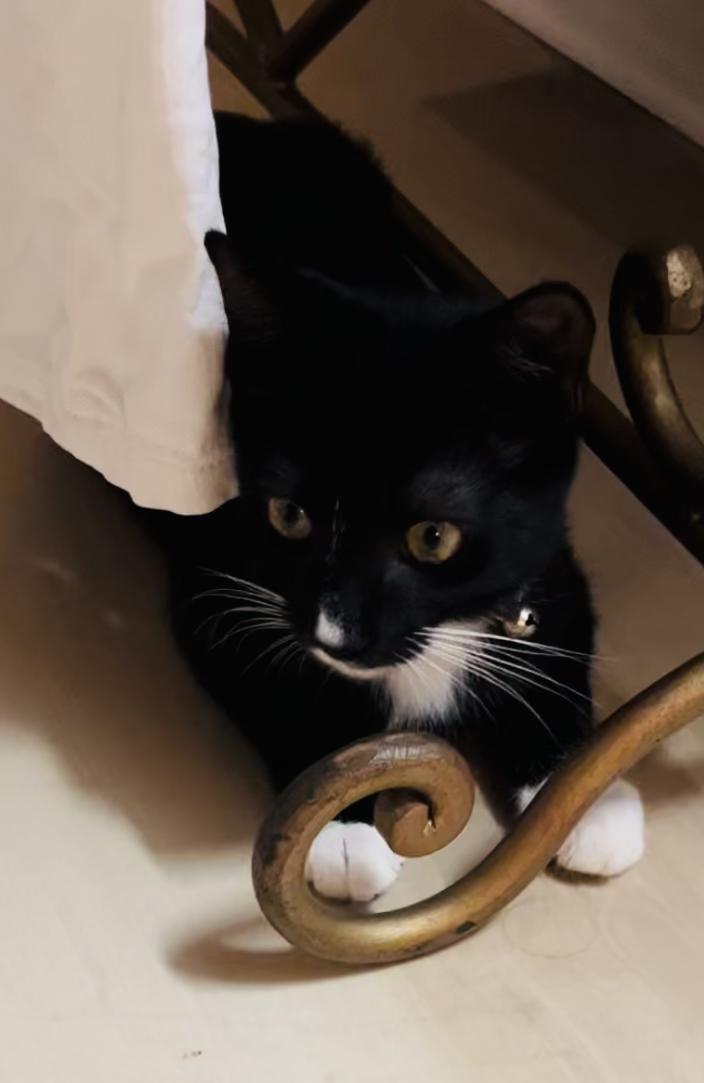 Enlarge Jamie, a Adoptable Domestic Short Hair in Maitland, FL image 4/4