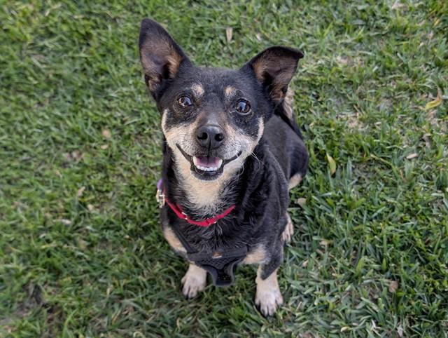 CHAI , adoptable, Young Male Miniature Pinscher.