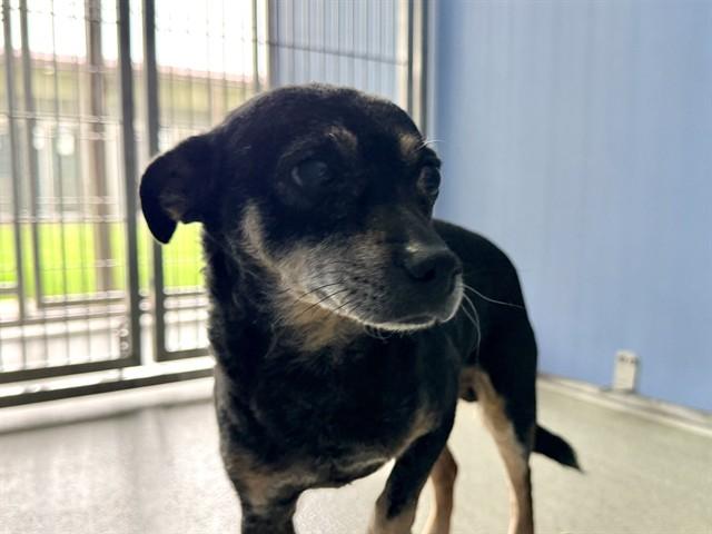 Enlarge CHAI , an adoptable mixed breed in San Clemente, CA image 2/2