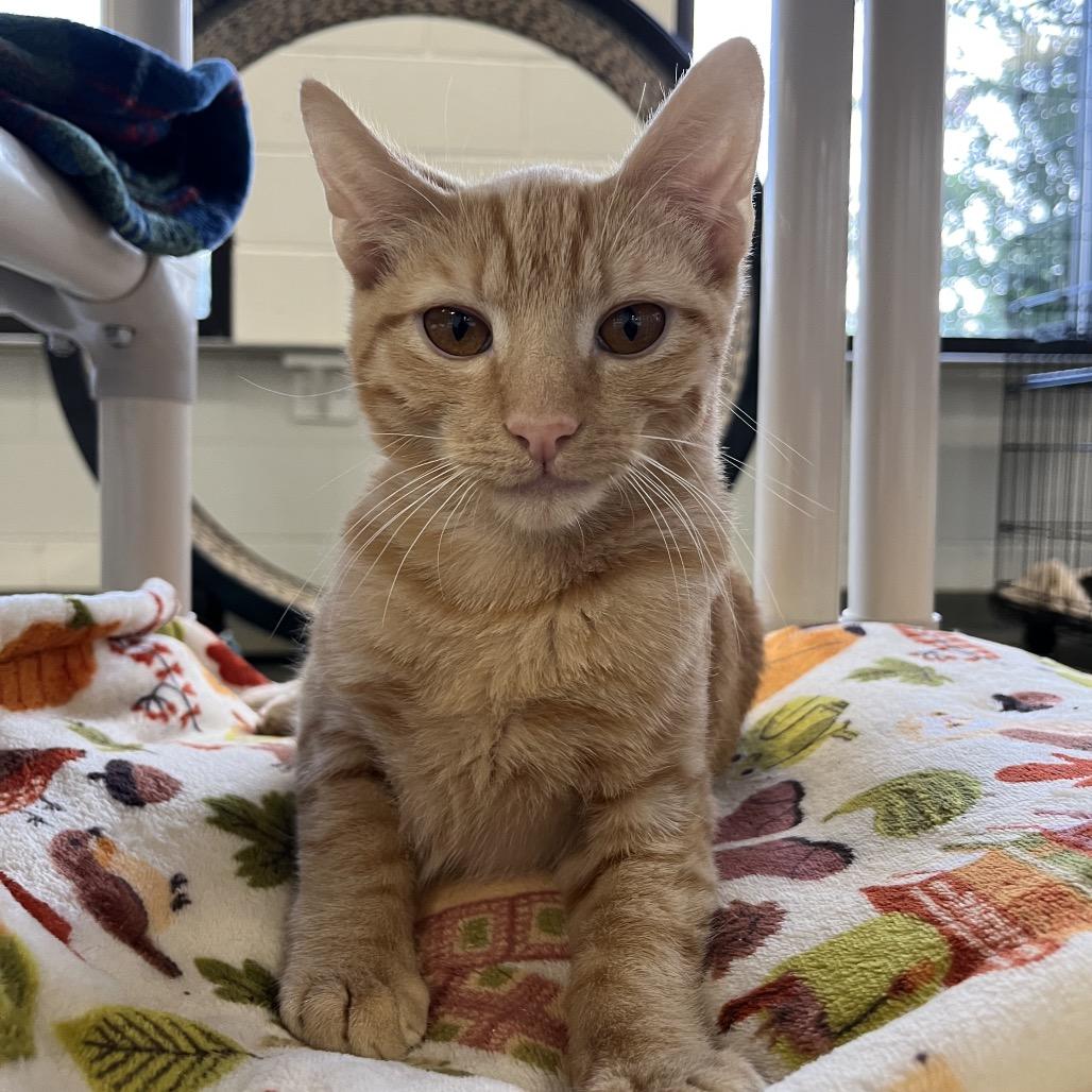 Ancho, Adoptable, Young Male Domestic Short Hair.