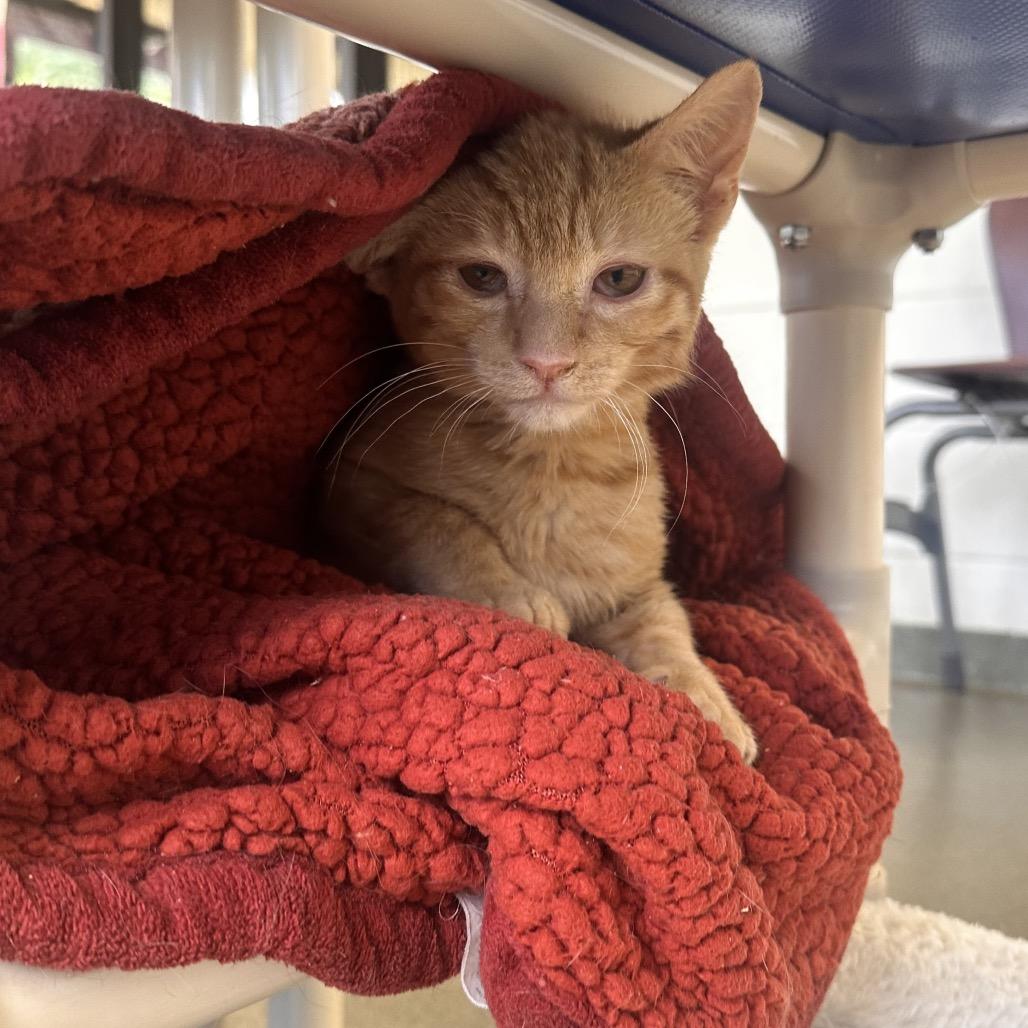 Enlarge Ancho, a Adoptable Domestic Short Hair in Rocky Mount, VA image 2/6