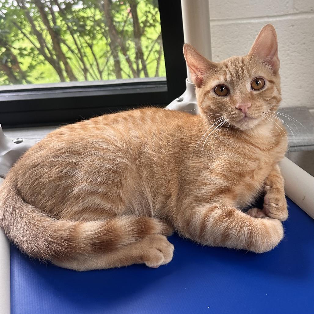 Enlarge Ancho, a Adoptable Domestic Short Hair in Rocky Mount, VA image 3/6