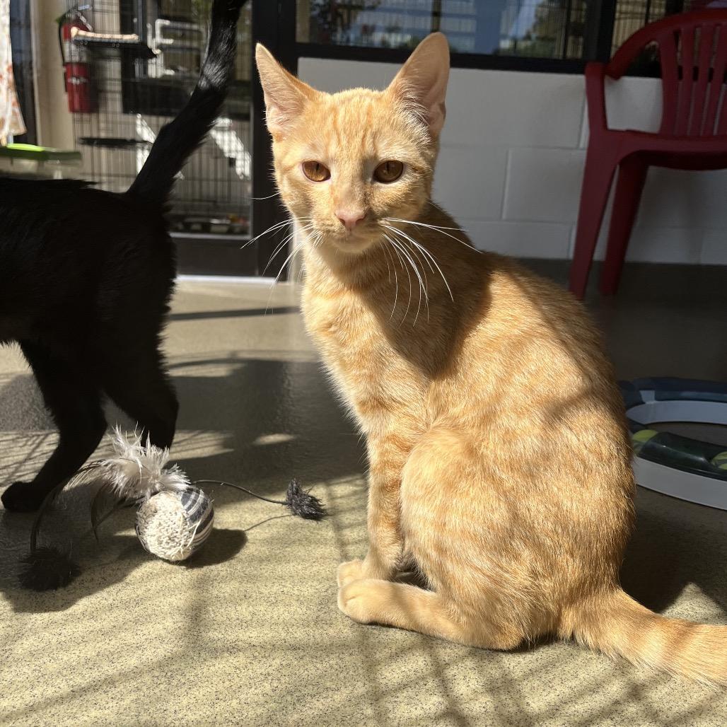 Enlarge Ancho, a Adoptable Domestic Short Hair in Rocky Mount, VA image 4/6
