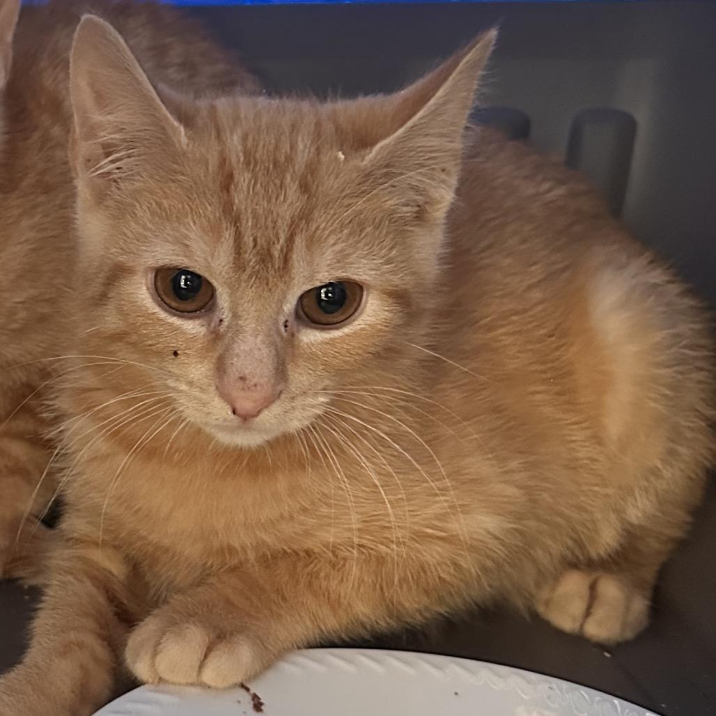 Enlarge Ancho, a Adoptable Domestic Short Hair in Rocky Mount, VA image 5/6