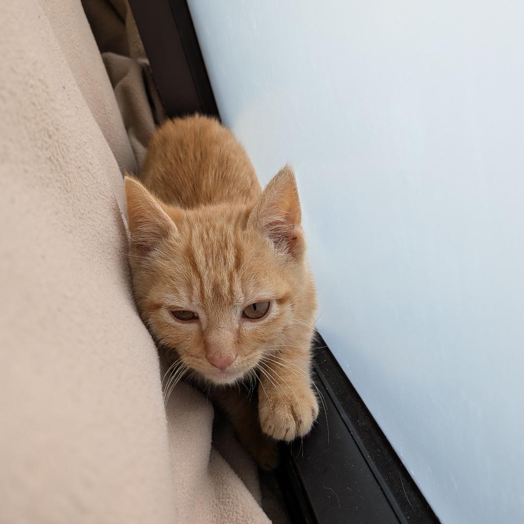 Enlarge Ancho, a Adoptable Domestic Short Hair in Rocky Mount, VA image 6/6