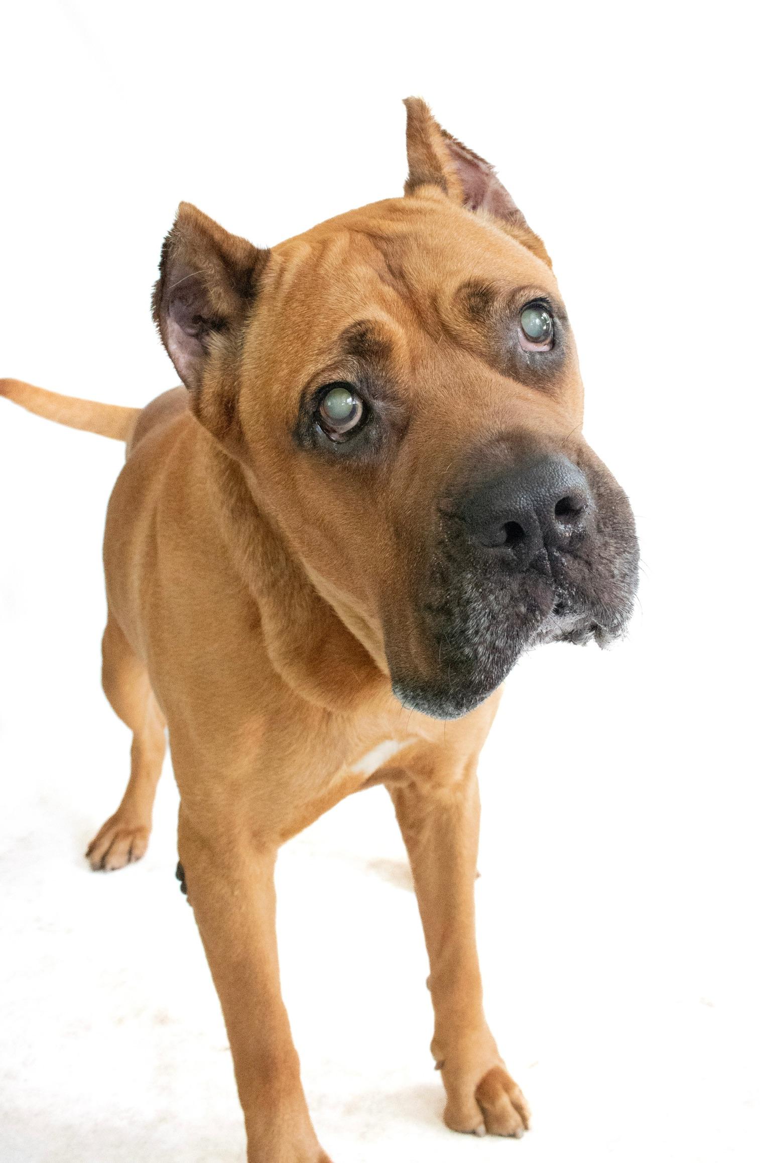 Enlarge Carmi (BLIND), a Adopted Cane Corso in Orlando, FL image 1/6