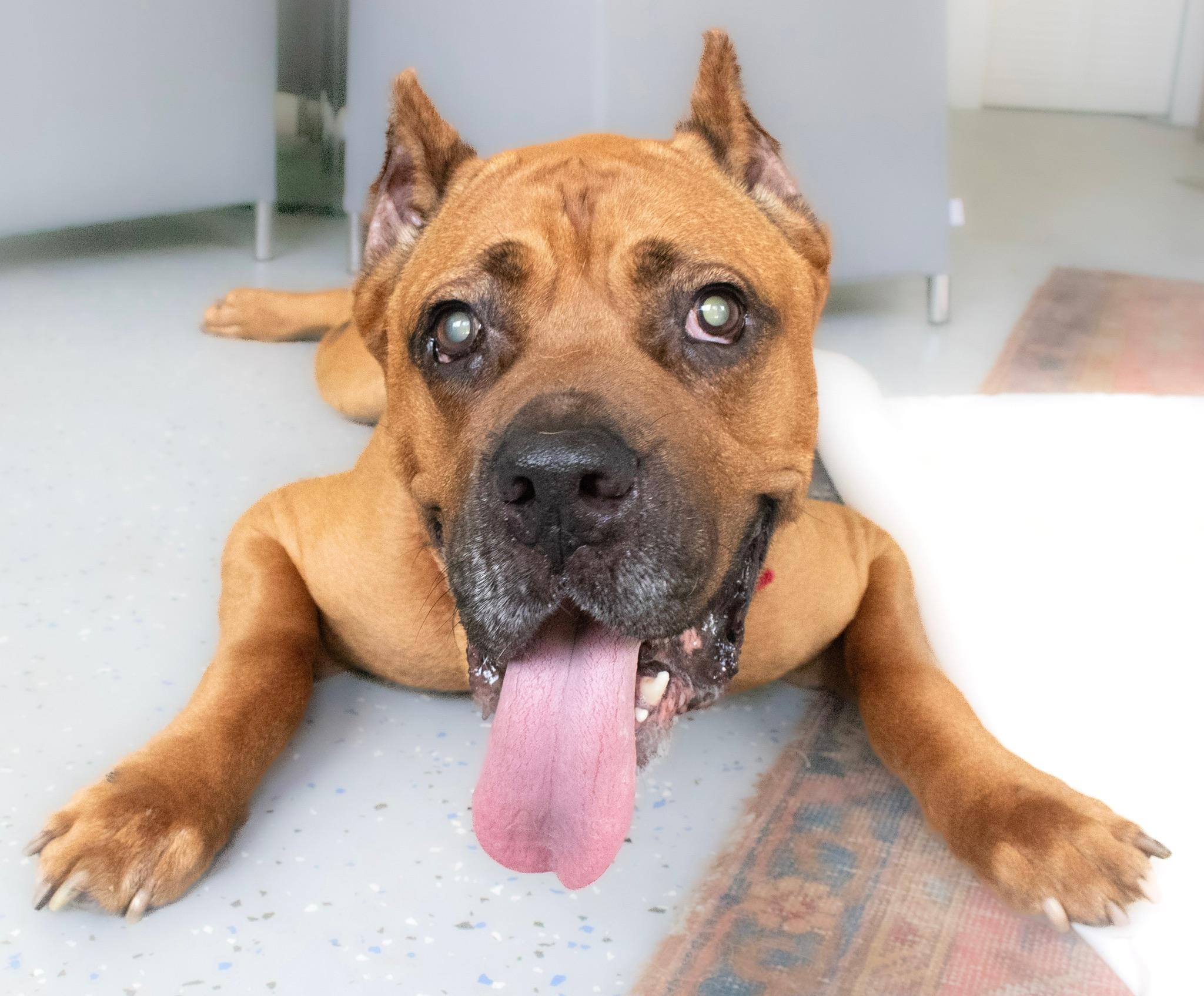 Enlarge Carmi (BLIND), a Adopted Cane Corso in Orlando, FL image 5/6