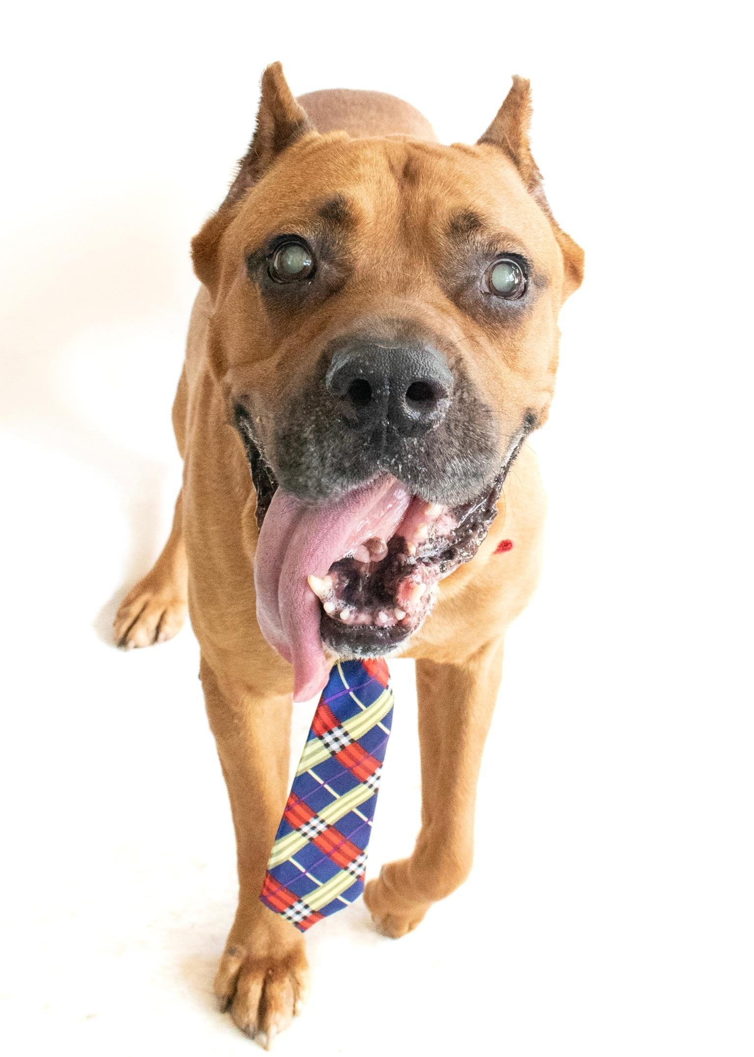 Enlarge Carmi (BLIND), a Adopted Cane Corso in Orlando, FL image 6/6