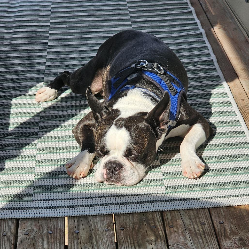 Meatball, Adoptable, Adult Male Boston Terrier.