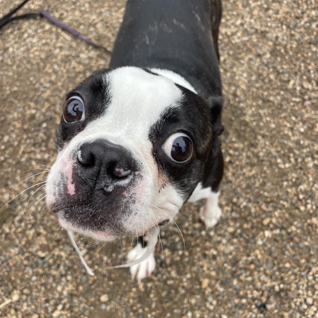 Meatball, a Adoptable Boston Terrier in West Des Moines, IA image 3/5