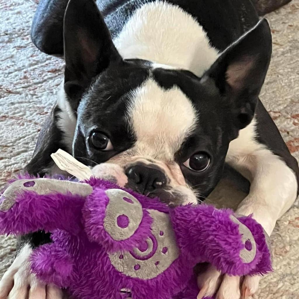 Meatball, a Adoptable Boston Terrier in West Des Moines, IA image 4/5
