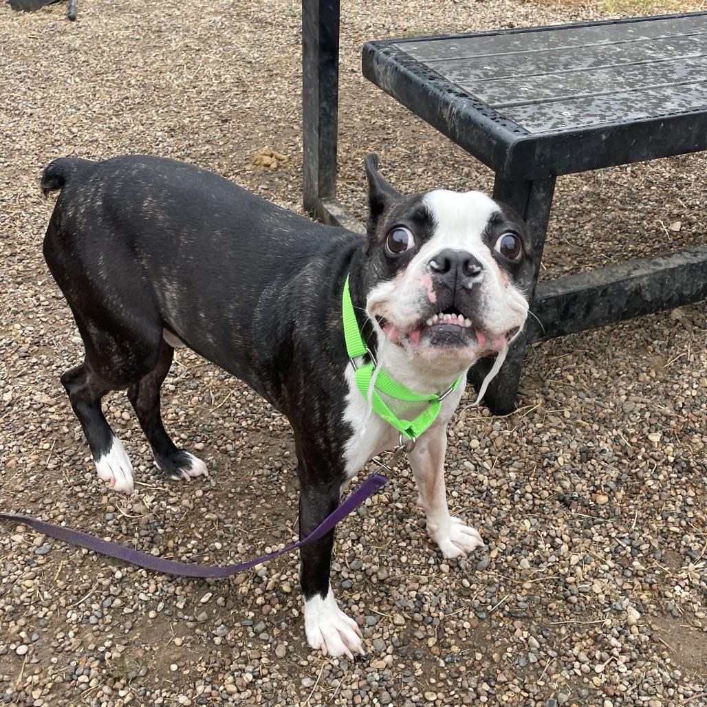 Meatball, a Adoptable Boston Terrier in West Des Moines, IA image 5/5