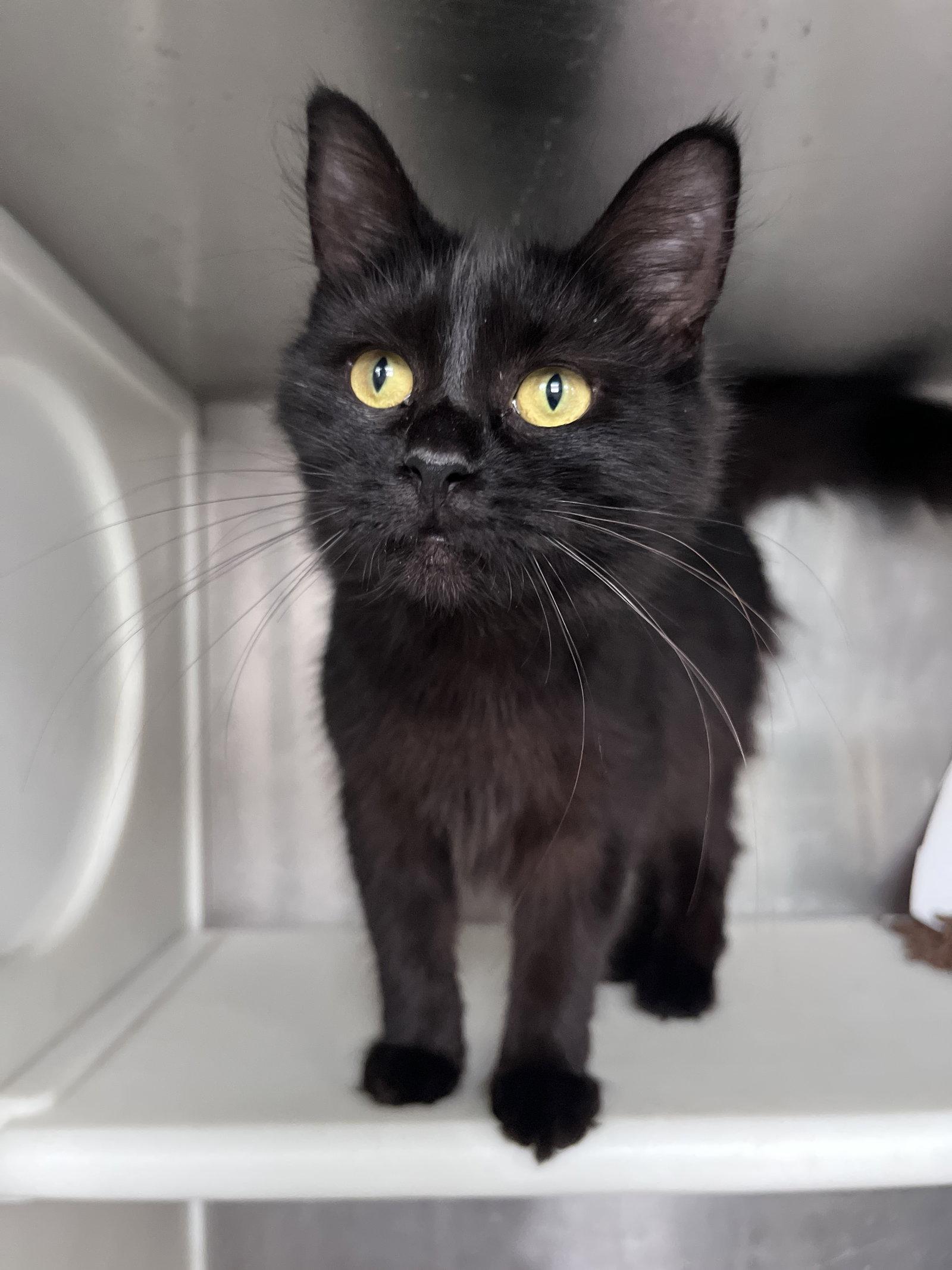 Enlarge Jacqueline, a Adoptable Domestic Medium Hair in Carrollton, GA image 1/3