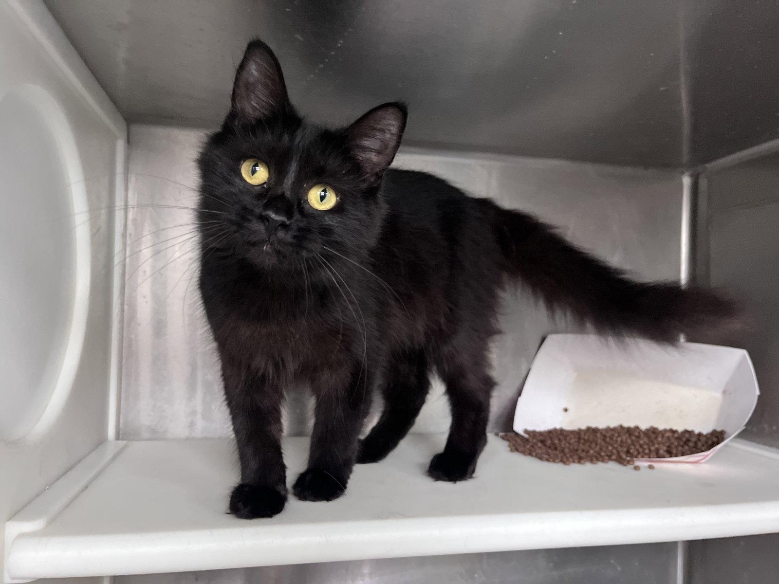 Enlarge Jacqueline, a Adoptable Domestic Medium Hair in Carrollton, GA image 2/3