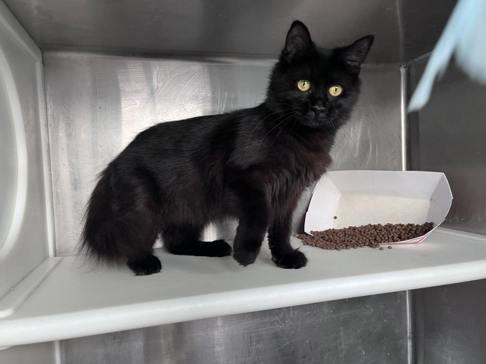 Enlarge Jacqueline, a Adoptable Domestic Medium Hair in Carrollton, GA image 3/3