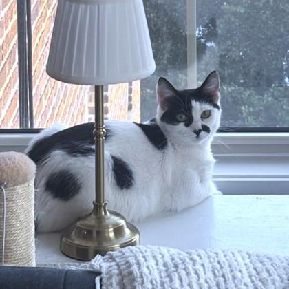 Uniqua, Adoptable, Adult Female Domestic Short Hair & Domestic Short Hair.