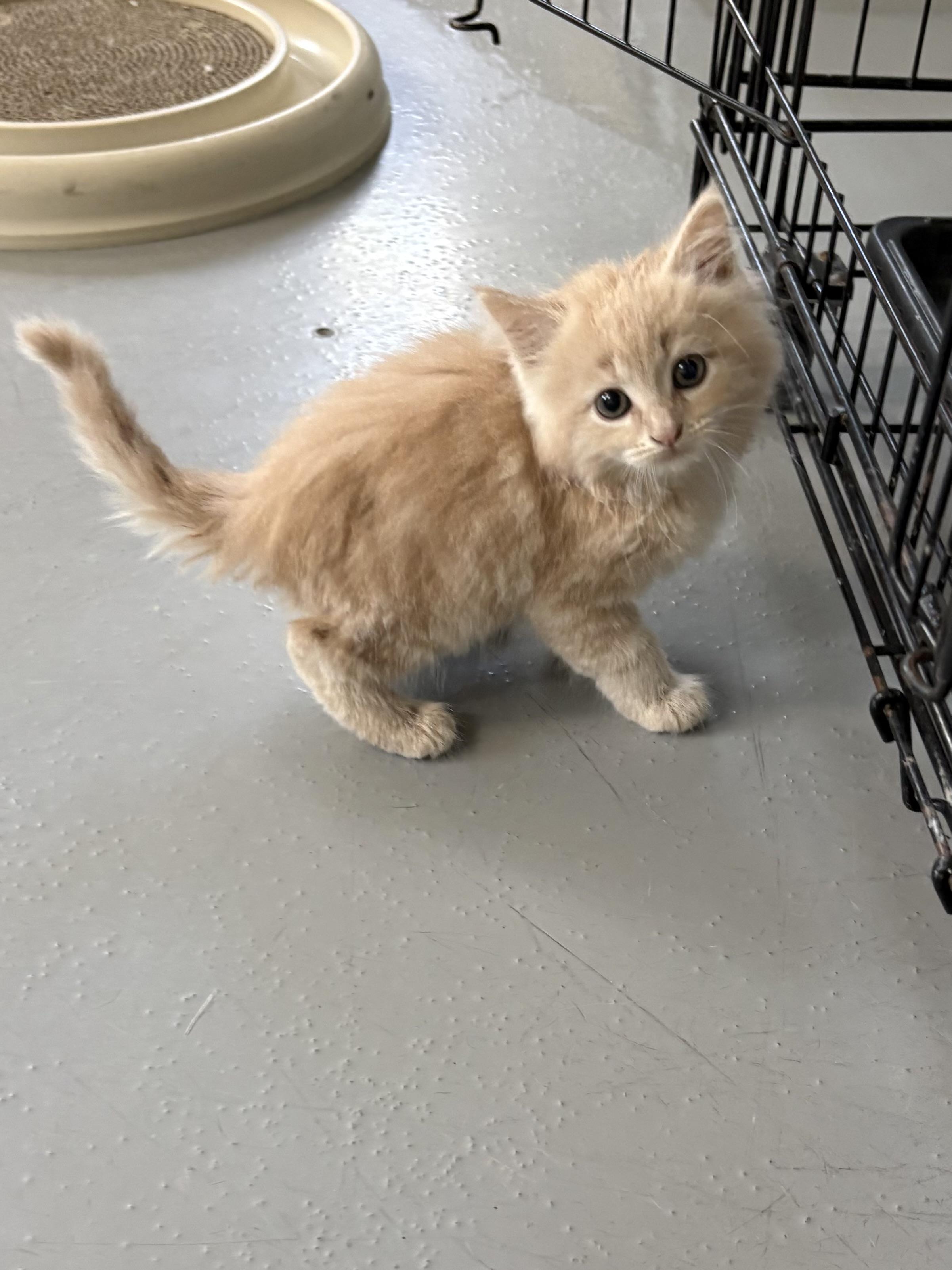 Ginny, ADOPTABLE, Kitten Female Domestic Long Hair.