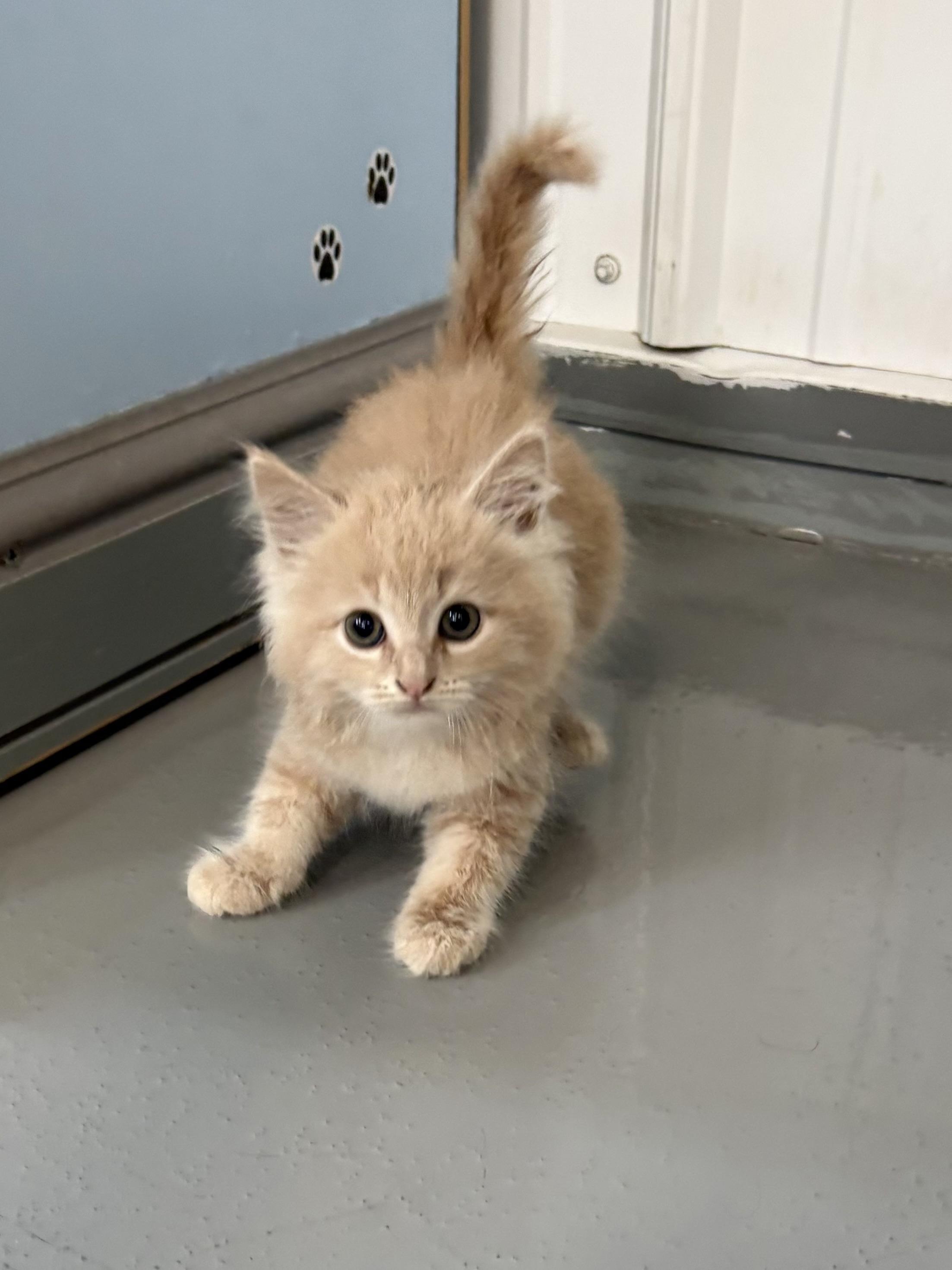 Enlarge Ginny, a ADOPTABLE Domestic Long Hair in Big Rapids, MI image 3/3