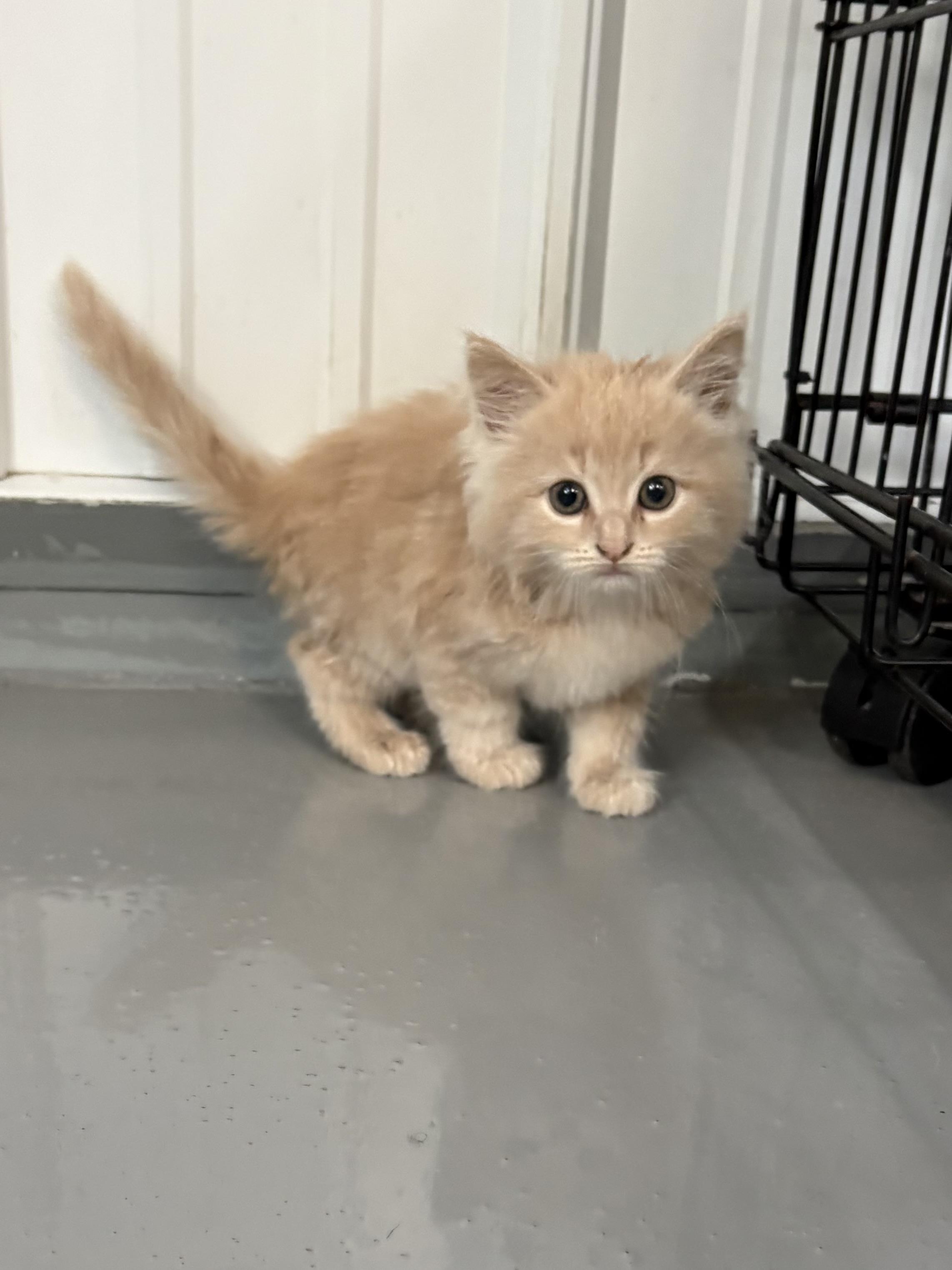 Enlarge Ginny, a ADOPTABLE Domestic Long Hair in Big Rapids, MI image 2/3