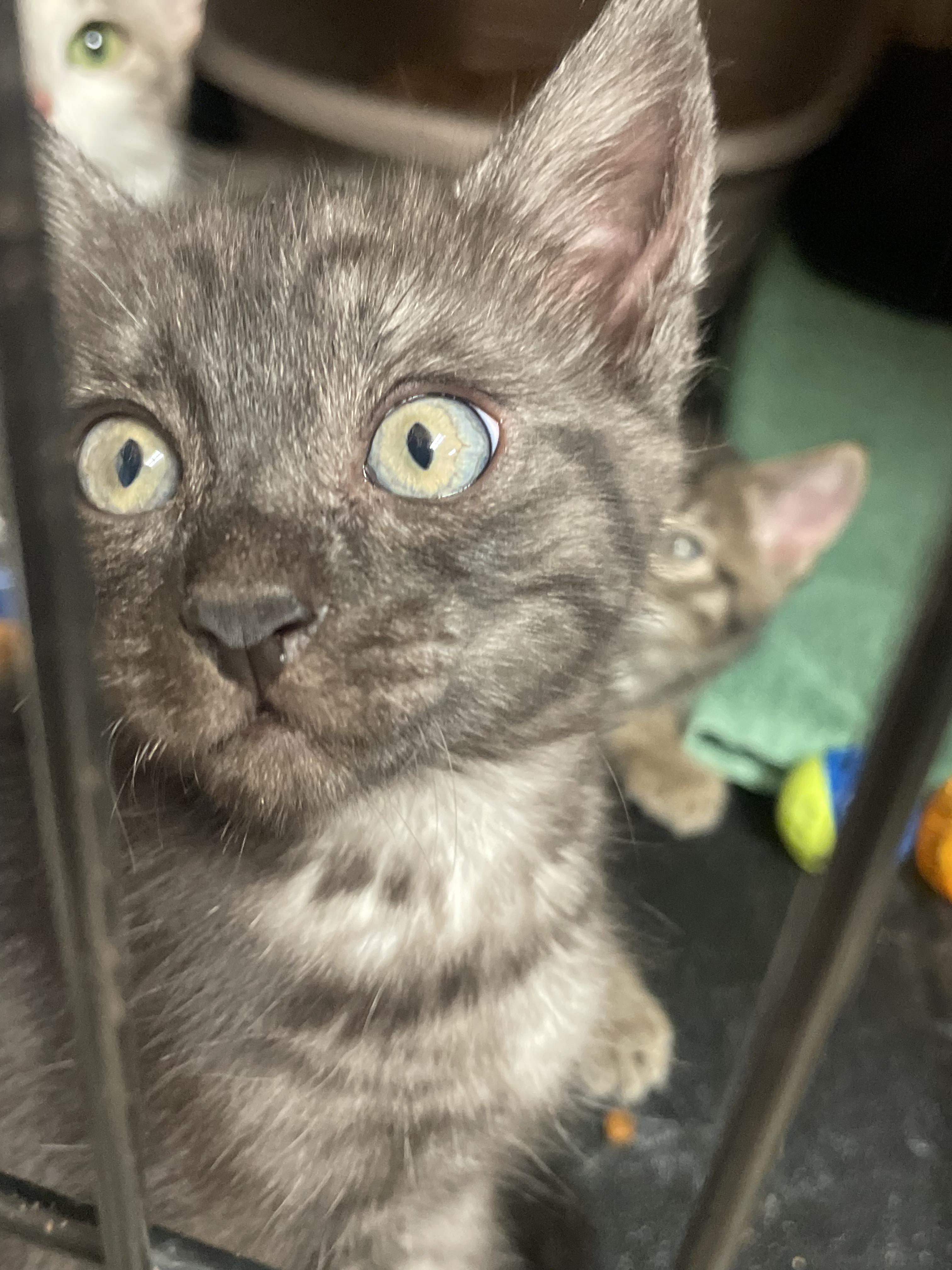Honey dew, adopted, Kitten Male Domestic Short Hair.