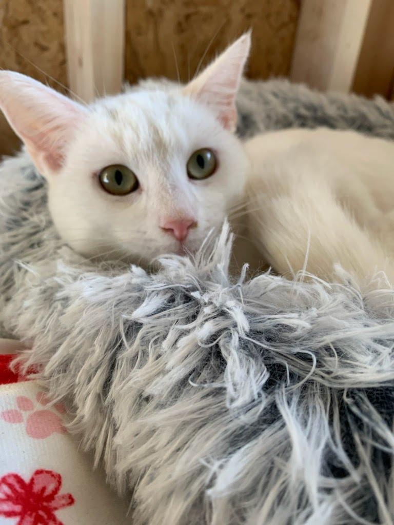 Enlarge Hannah, a Adoptable mixed breed in Moncks Corner, SC image 2/2