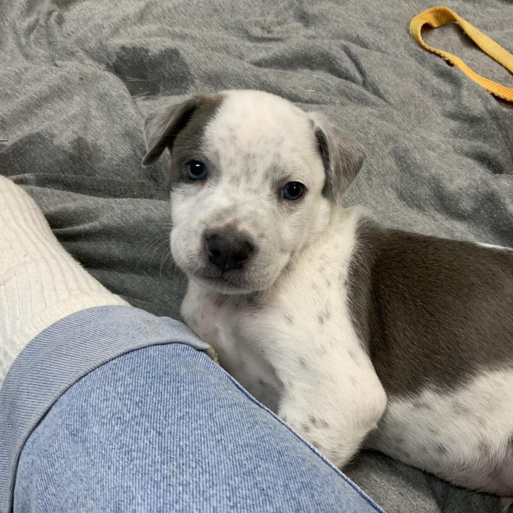 Ranger, Adoptable, Puppy Male Havanese & Pit Bull Terrier.