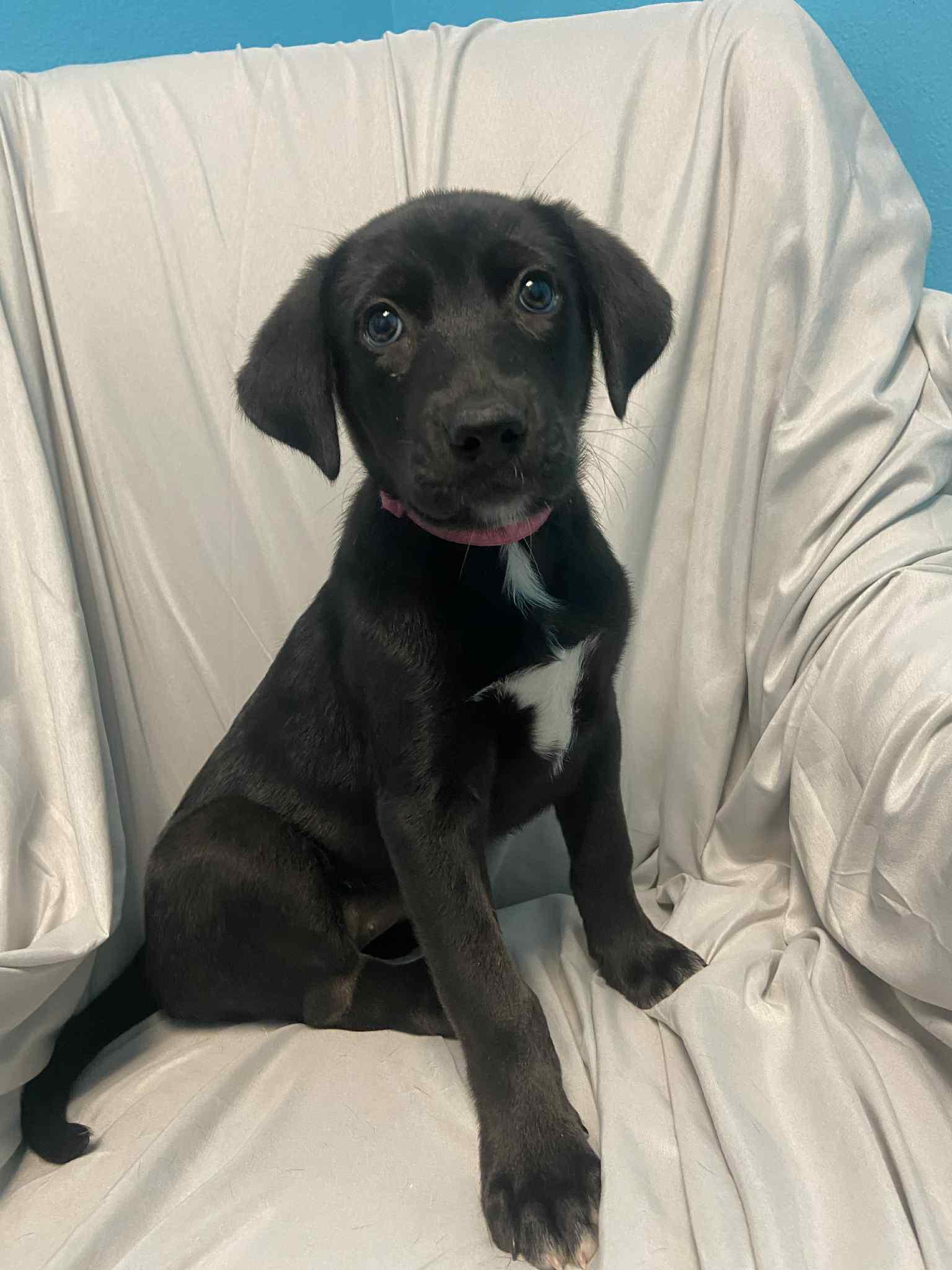 Noel, Adoptable, Puppy Female German Shepherd Dog.