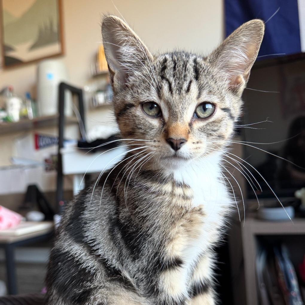 Colby Jack, a Adoptable Domestic Short Hair in Washougal, WA image 1/5