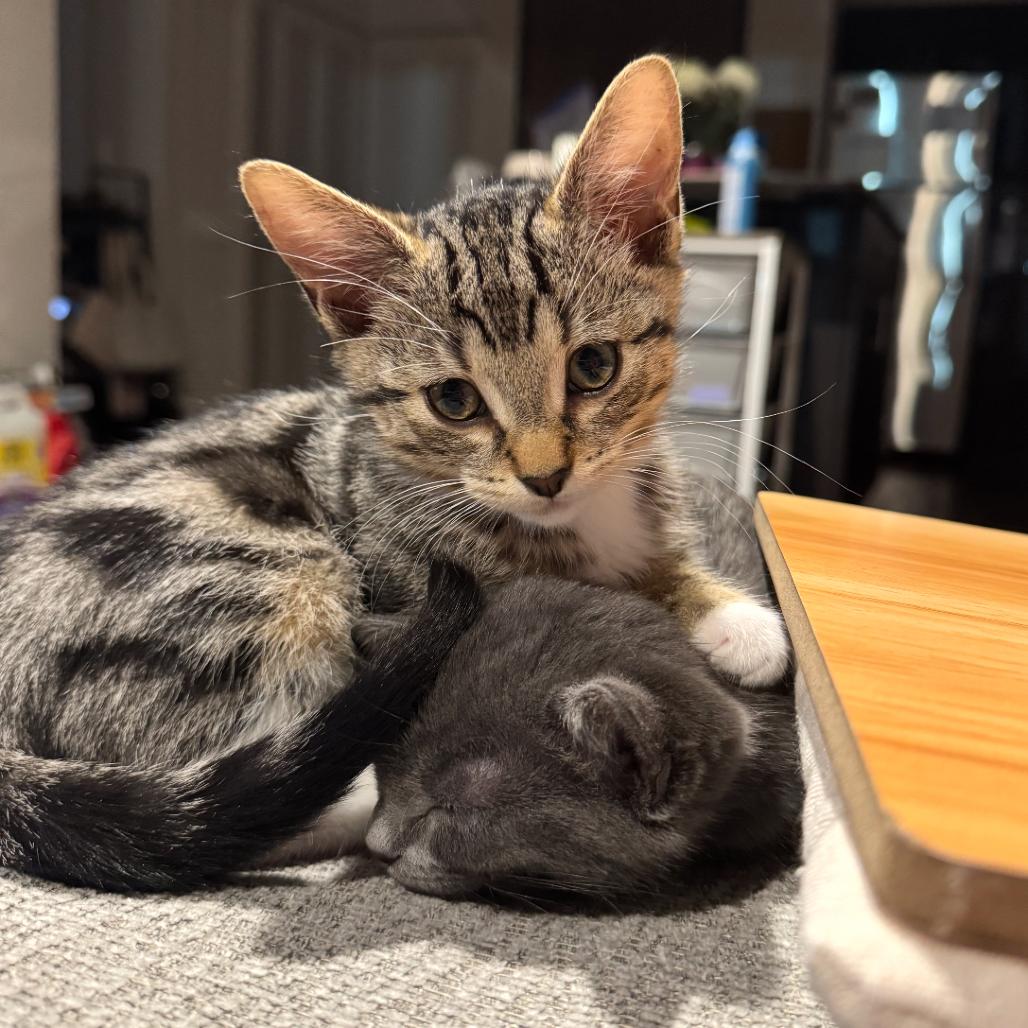 Colby Jack, a Adoptable Domestic Short Hair in Washougal, WA image 2/5