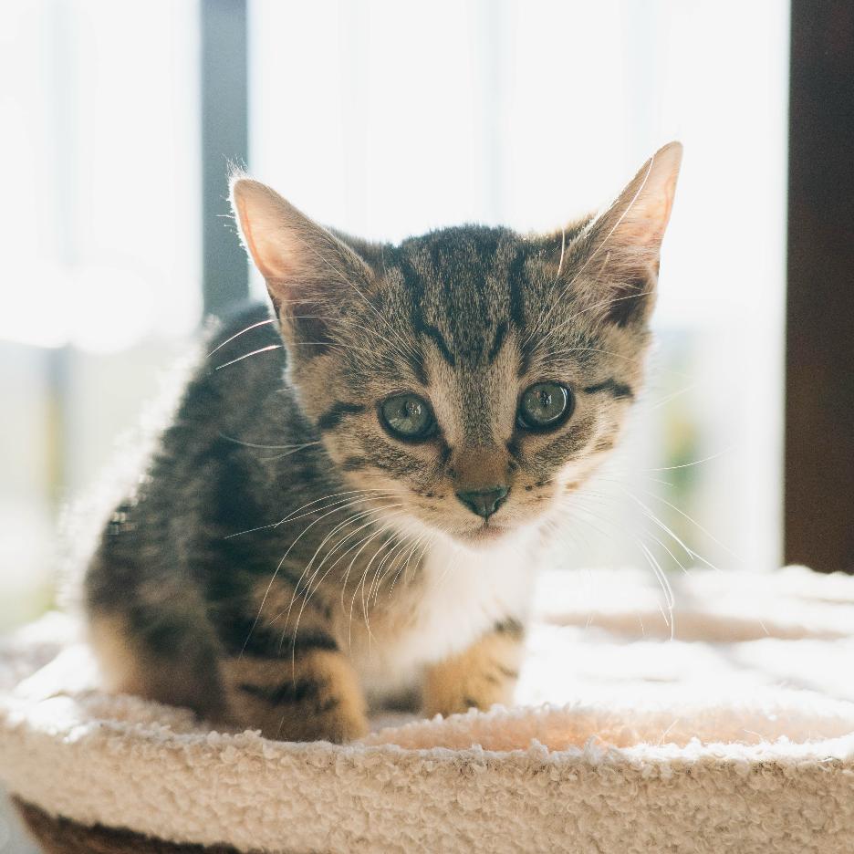 Colby Jack, a Adoptable Domestic Short Hair in Washougal, WA image 3/5