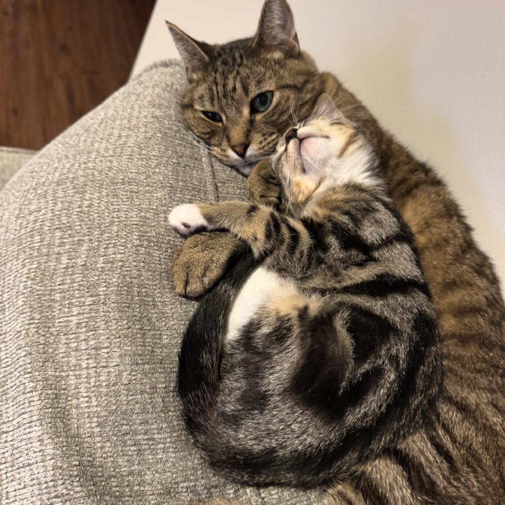 Colby Jack, a Adoptable Domestic Short Hair in Washougal, WA image 4/5