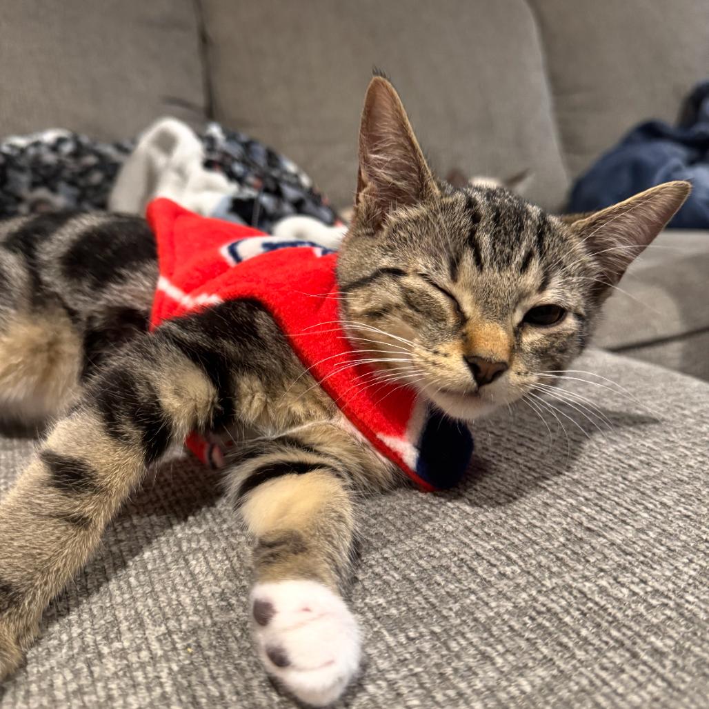 Colby Jack, a Adoptable Domestic Short Hair in Washougal, WA image 5/5