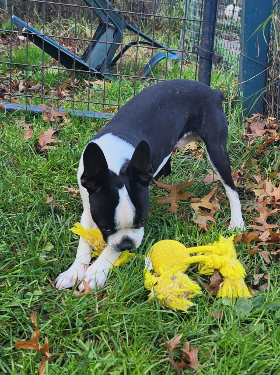 Dyce, adopted, Young Male Boston Terrier.