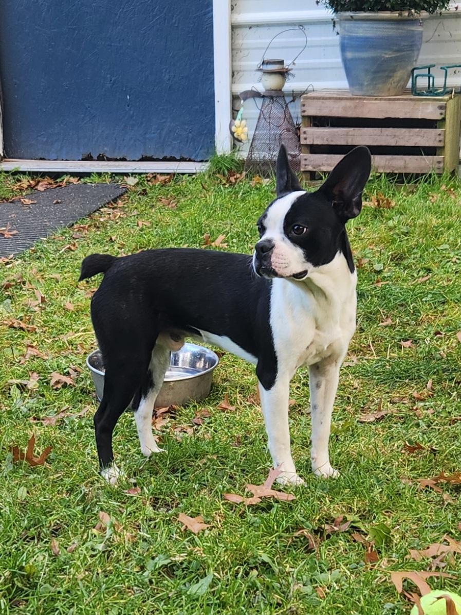 Enlarge Dyce, an adopted Boston Terrier in Trumansburg, NY image 2/3