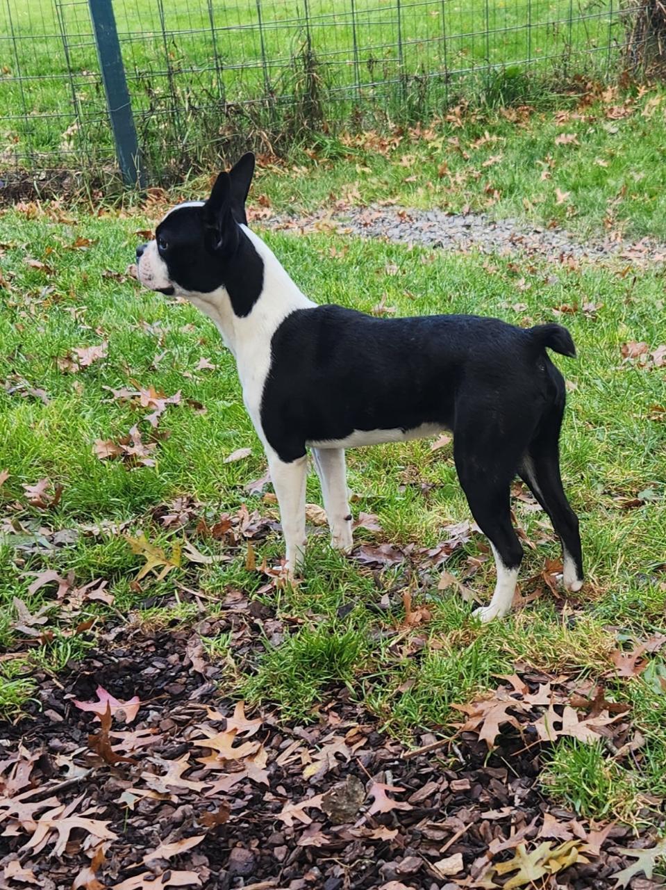 Enlarge Dyce, an adopted Boston Terrier in Trumansburg, NY image 3/3