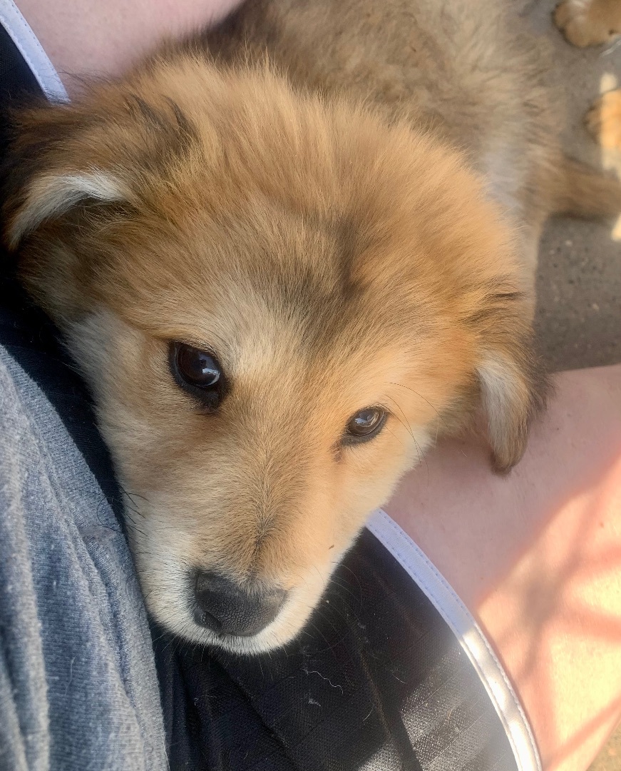 Mojo