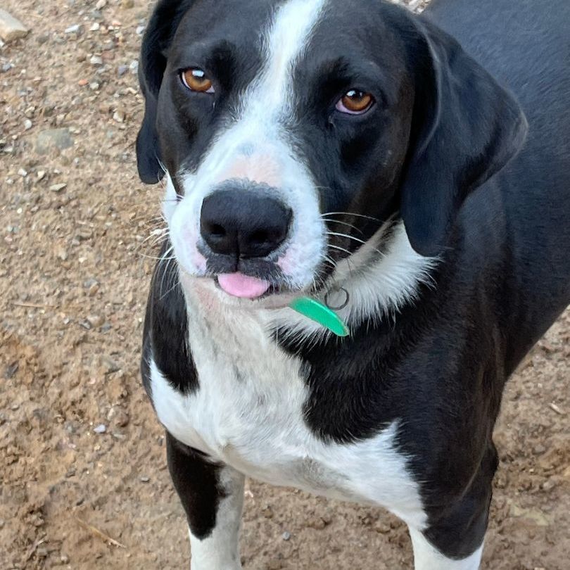 Jeb, a Adoptable mixed breed in Bristol, CT image 2/6