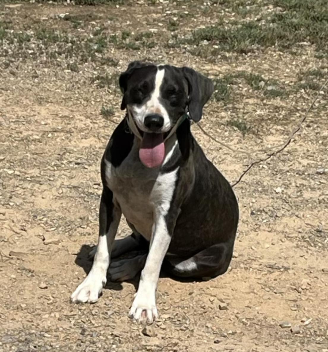Jeb, a Adoptable mixed breed in Bristol, CT image 6/6
