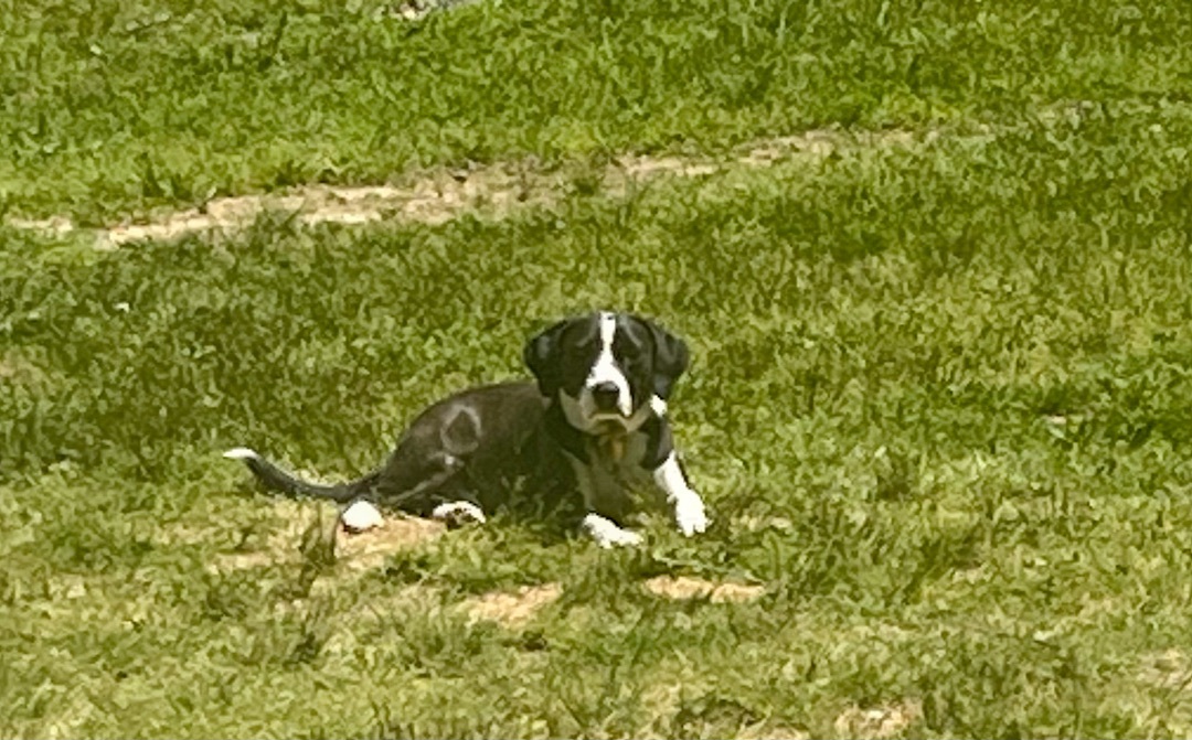 Jeb, a Adoptable mixed breed in Bristol, CT image 3/6