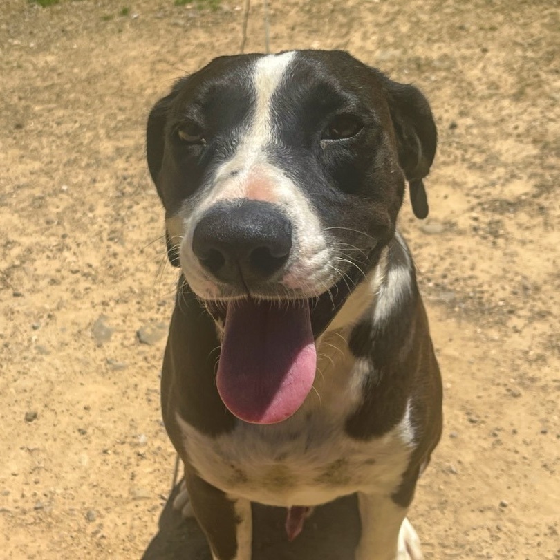 Jeb, a Adoptable mixed breed in Bristol, CT image 4/6