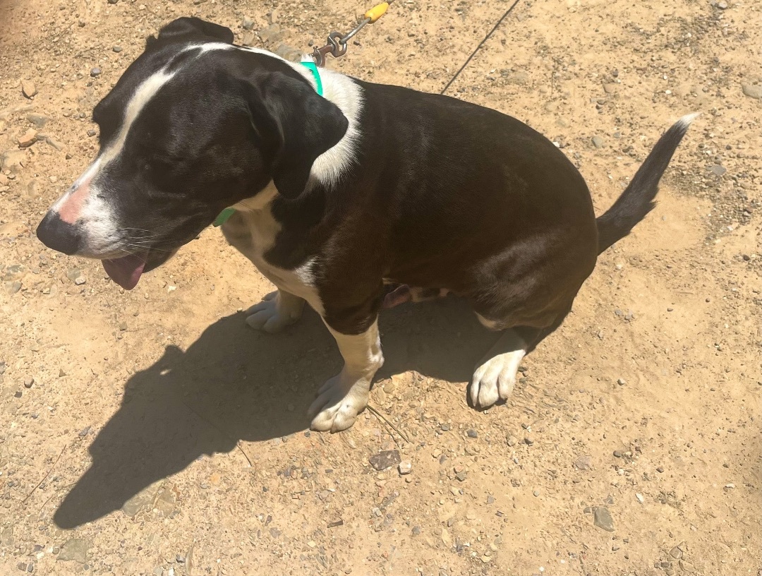 Jeb, a Adoptable mixed breed in Bristol, CT image 5/6