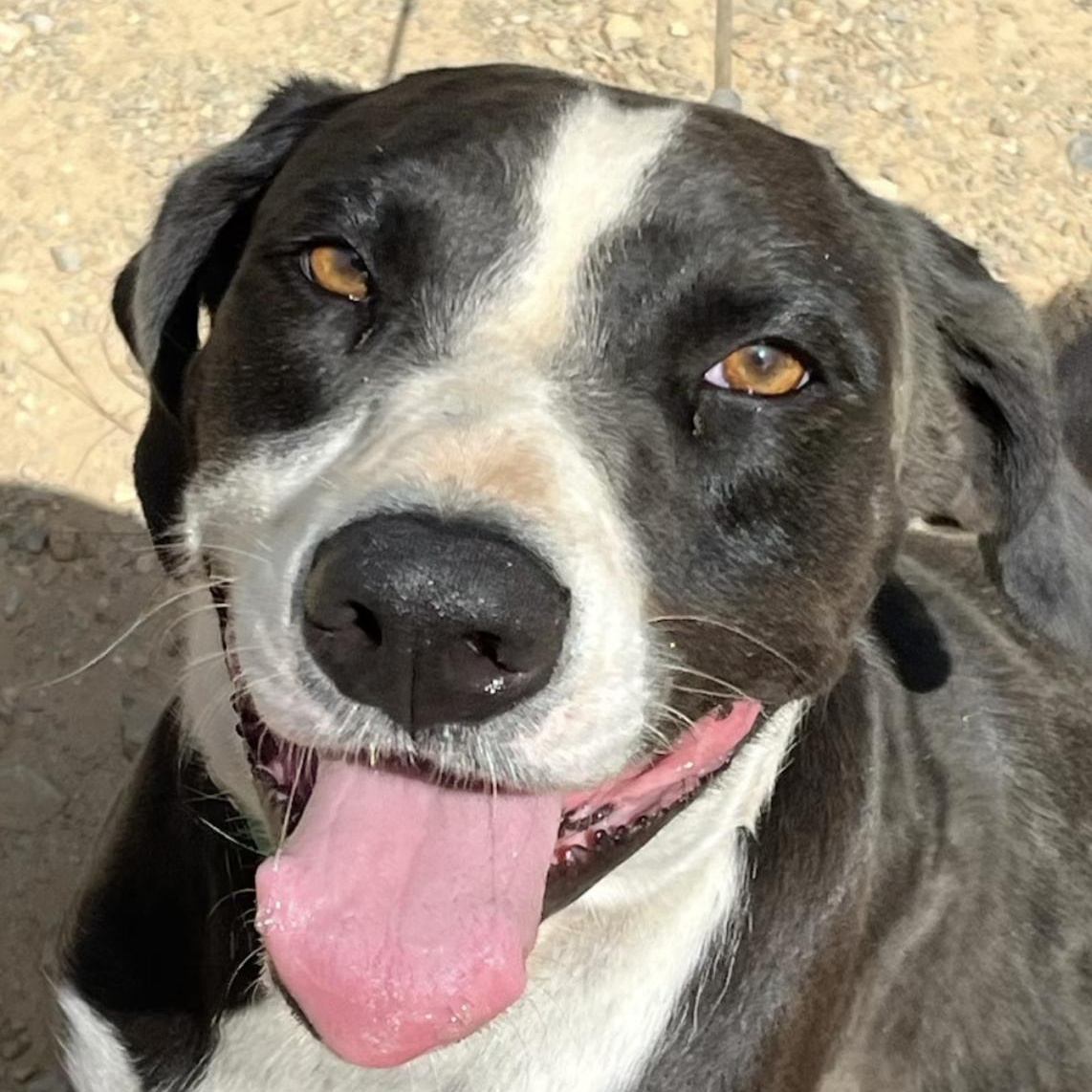 Jeb, a Adoptable mixed breed in Bristol, CT image 1/6