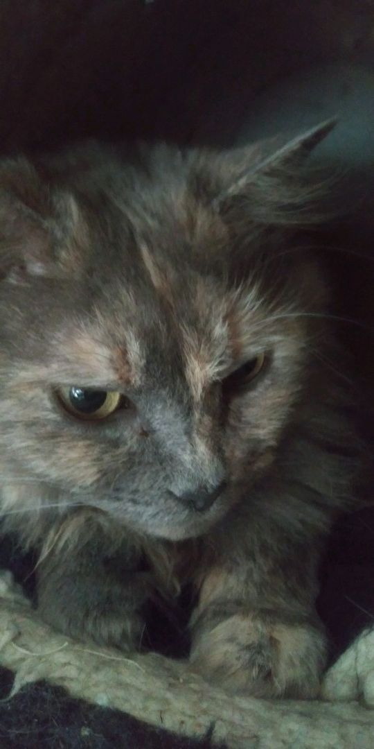 Miranda, a Adoptable Calico in Morganton, NC image 1/4