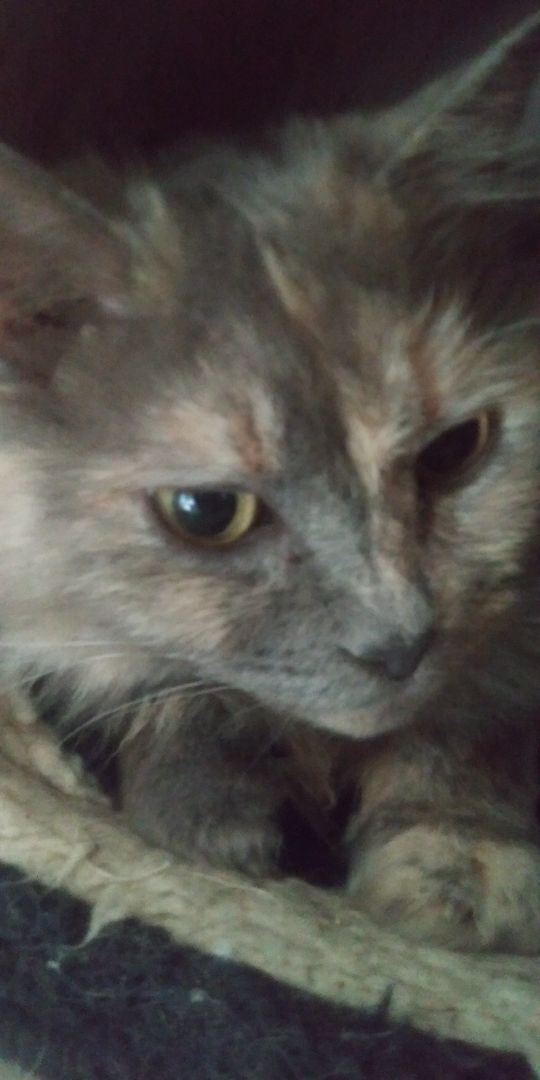 Miranda, a Adoptable Calico in Morganton, NC image 2/4