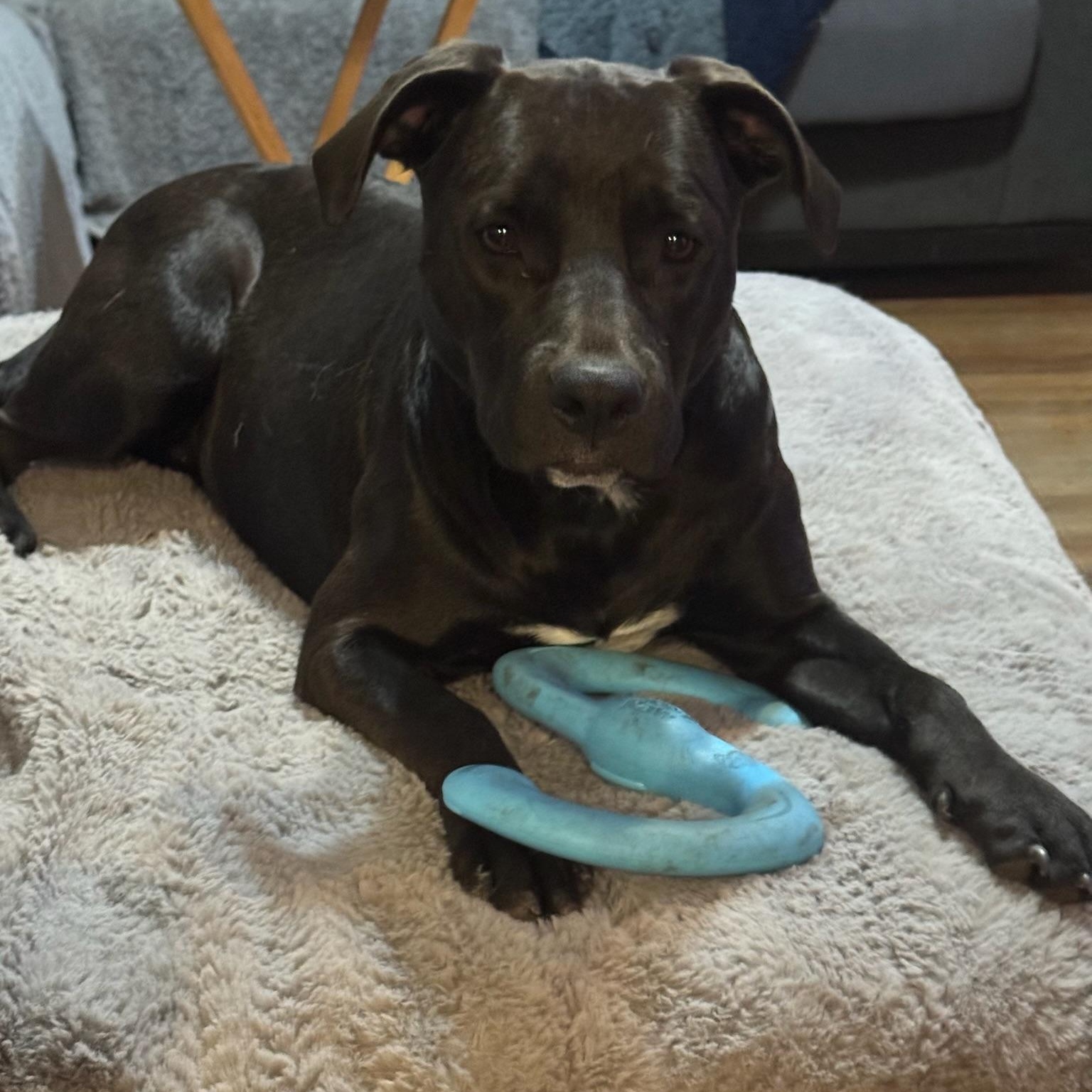 Enlarge Fiji, a Adoptable mixed breed in Puyallup, WA image 5/6