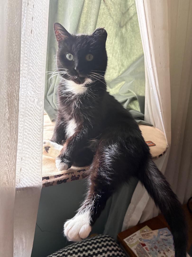 Enlarge Little Boots   ~ Adopted 3/21/26, an adopted Domestic Short Hair in Livonia, MI image 4/5